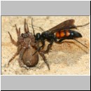 Anoplius viaticus - Wegwespe 38d beim Eintrag einer Trochosa-Wolfsspinne.jpg